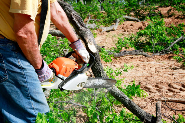 Tree and Shrub Care in Melrose Park, IL